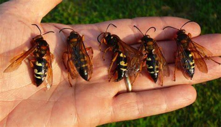 Are cicada killers aggressive?