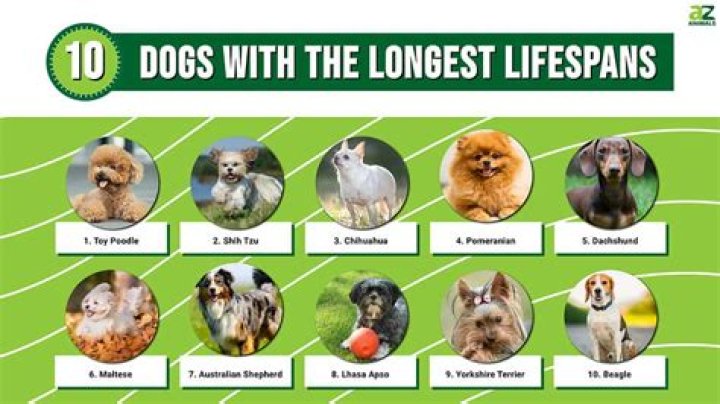 How long do street dogs live?