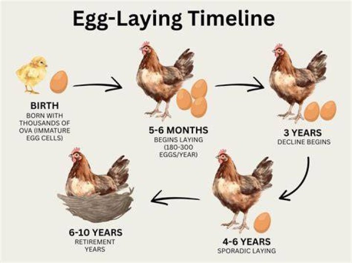 How many years do hens lay eggs?