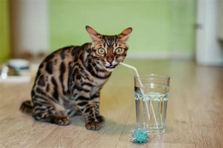 What happens if a cat drinks sugar water?