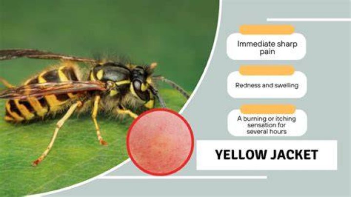 What is in yellow jacket venom?
