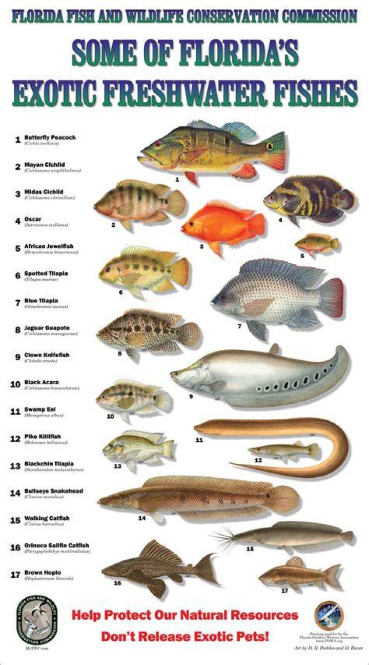 What is the most popular fish in Florida?