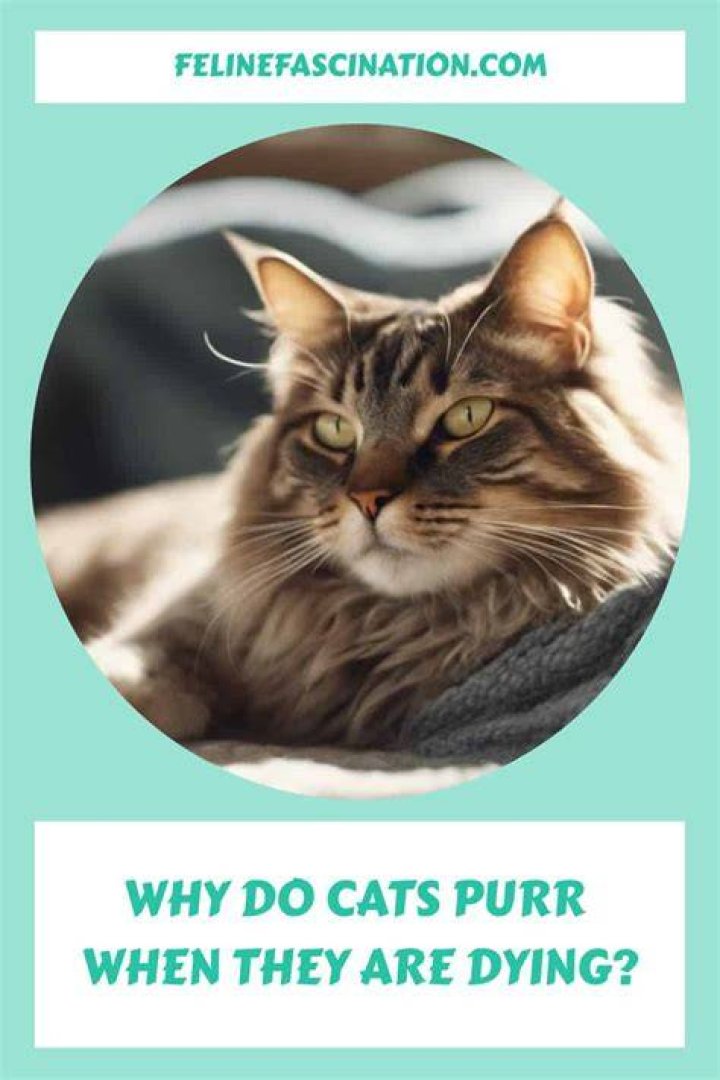 Will a cat purr if they are dying?
